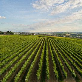 Blick auf Weinberge in Rheinhessen.