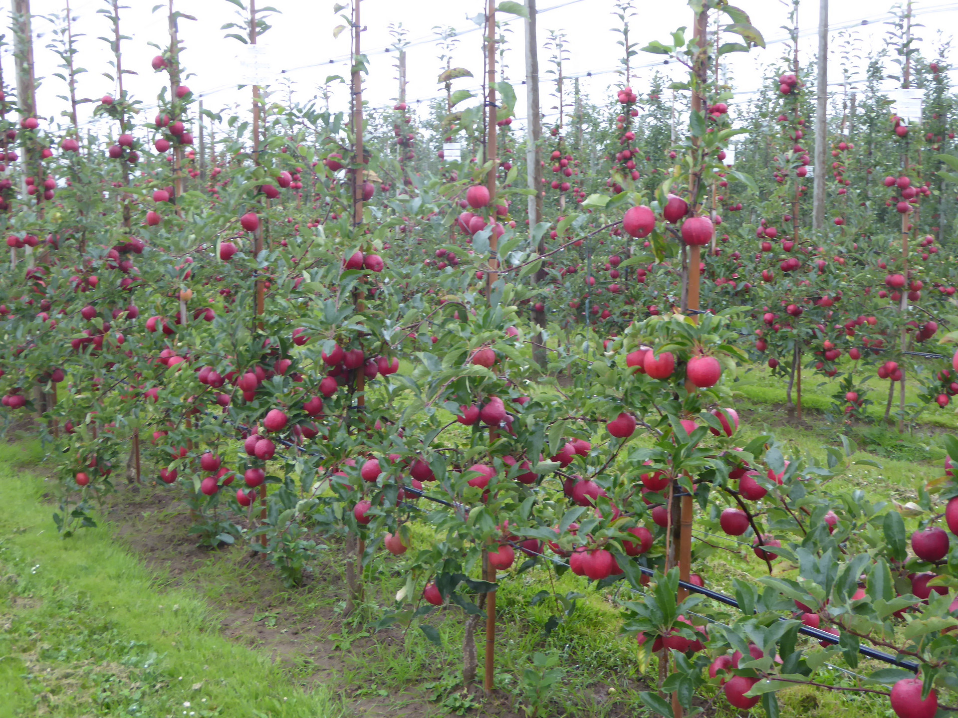 Obstbau